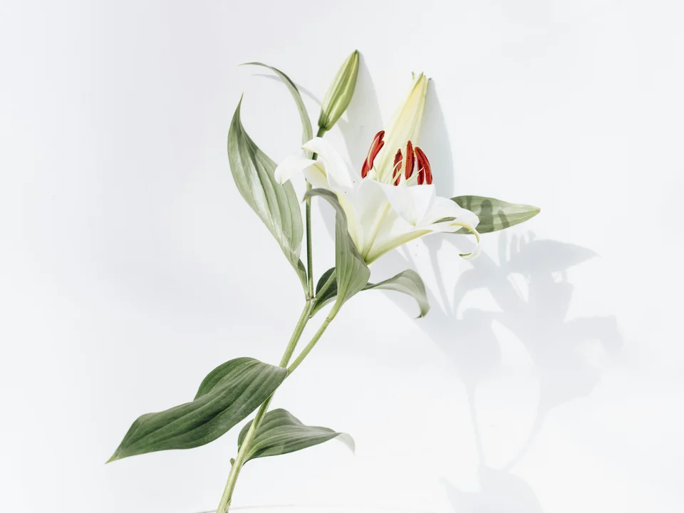 White flower.